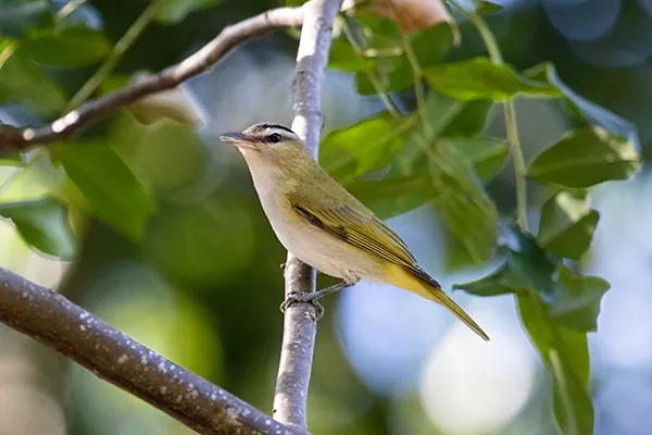 Vireo