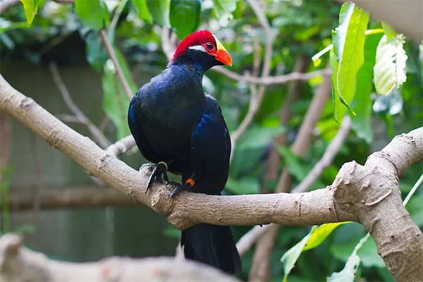 Violet Turaco