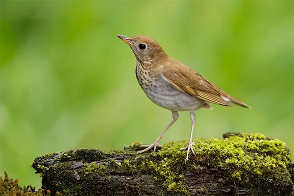 Veery
