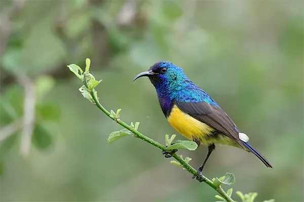 Variable Sunbird