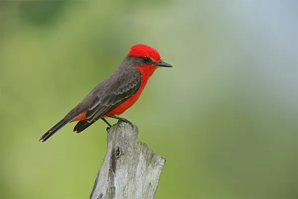 Vermilion Flycatcher