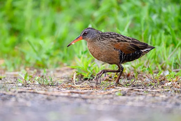 Virginia Rail