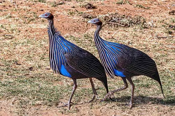 Vulturine Guineafowl