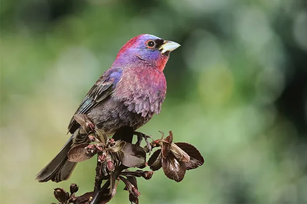 Varied Bunting