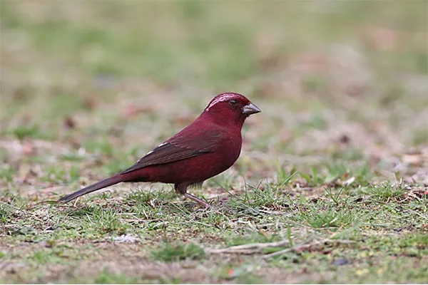 Vinaceous Rosefinch