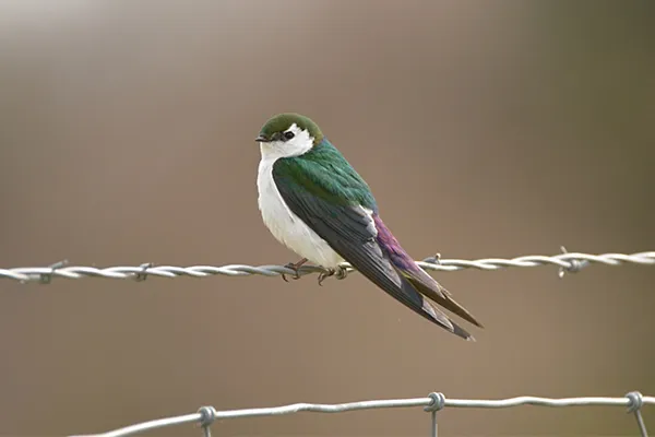 Violet-green Swallow