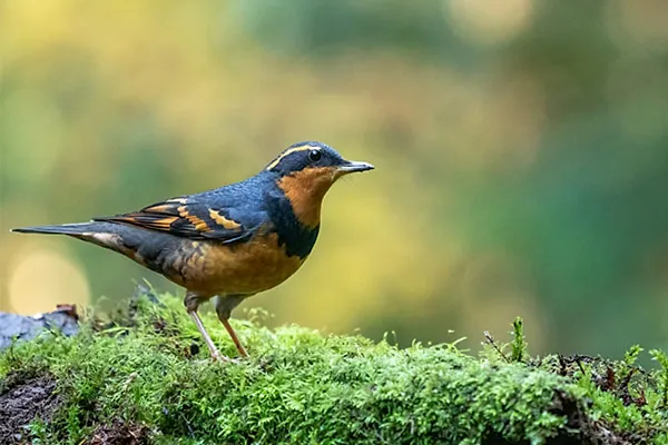 Varied Thrush