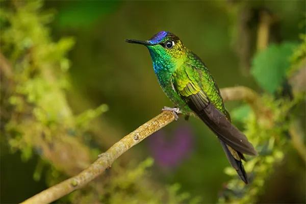 Violet-fronted Brilliant