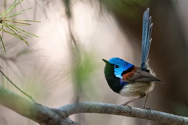 Variegated Fairywren