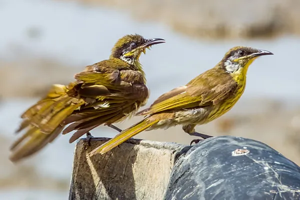 Varied Honeyeater