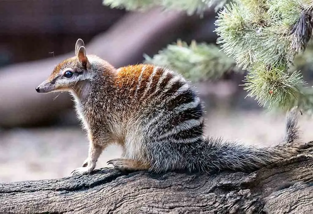 Numbat
