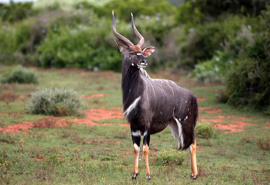 Nyala