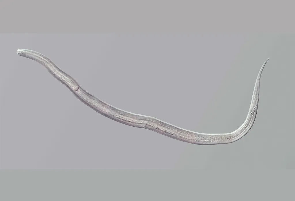 Nematode