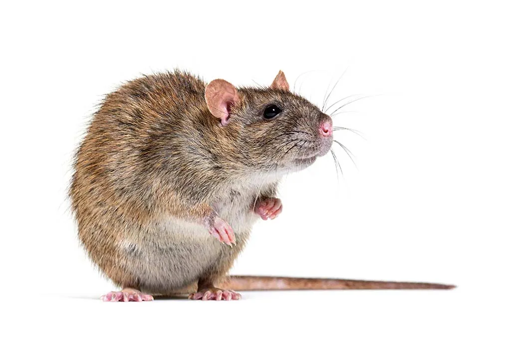 Norwegian Rat