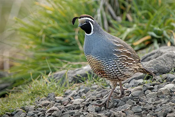 Quail, California