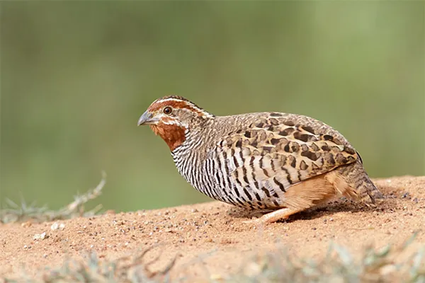 Quail, Common