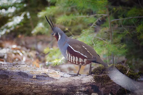 Quail, Mountain