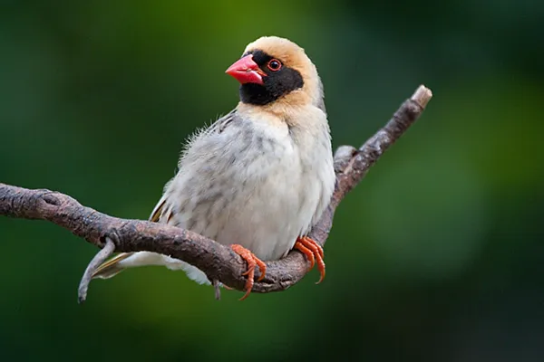 Quelea, Red-billed