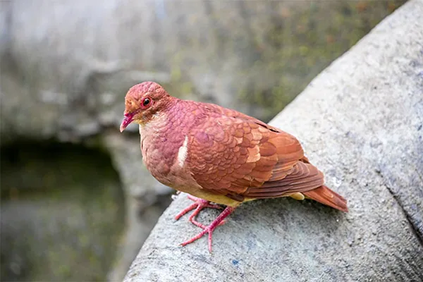 Quail-Dove, Ruddy