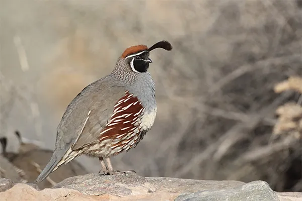 Quail, Gambel's