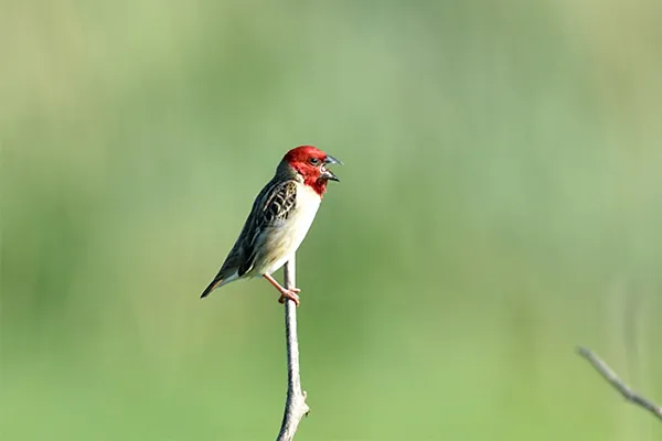 Quelea, Black-winged