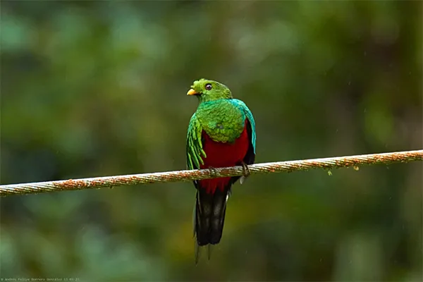 Quetzal, Golden-headed