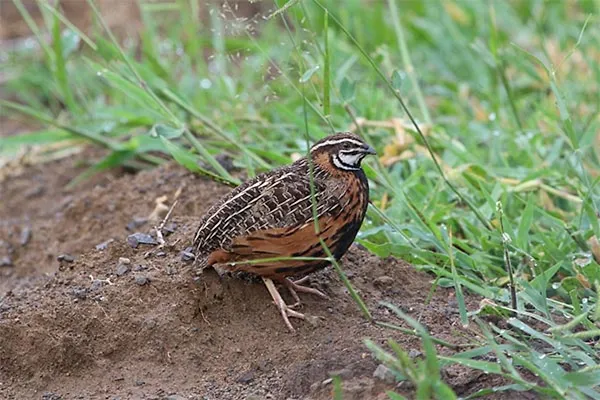 Quail, Harlequin
