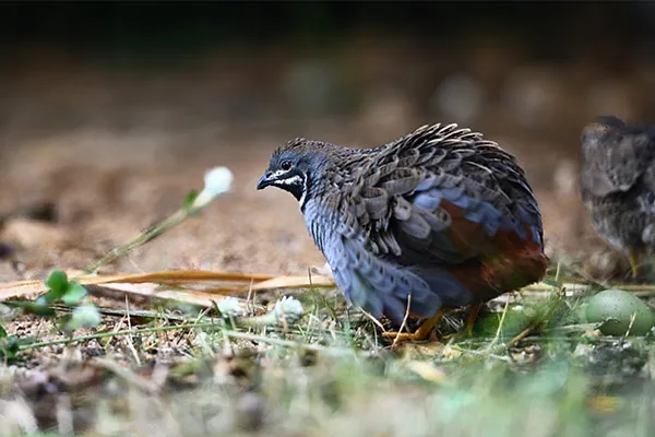 Quail, Blue