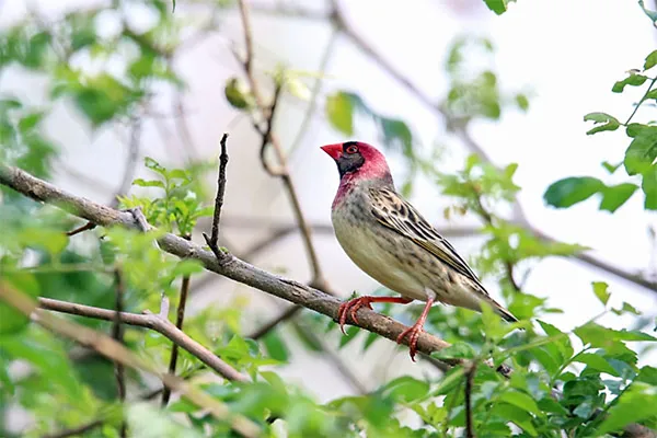 Quelea, Pink-billed