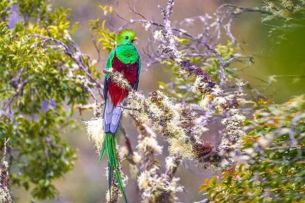 Quetzal, Crested