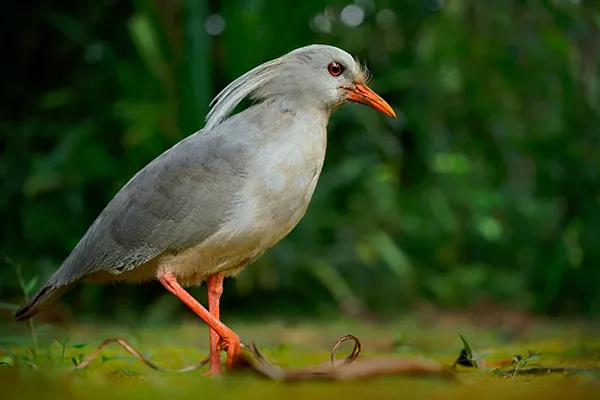 Kagu