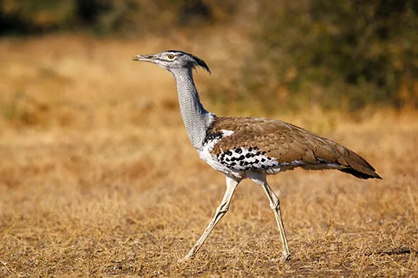 Kori Bustard