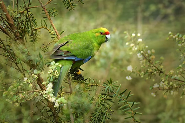 Kakariki
