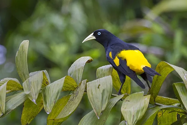 Kapok tree bird