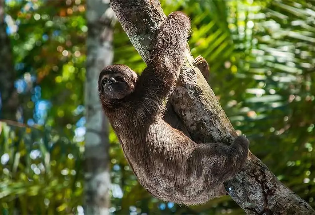 Xenarthra