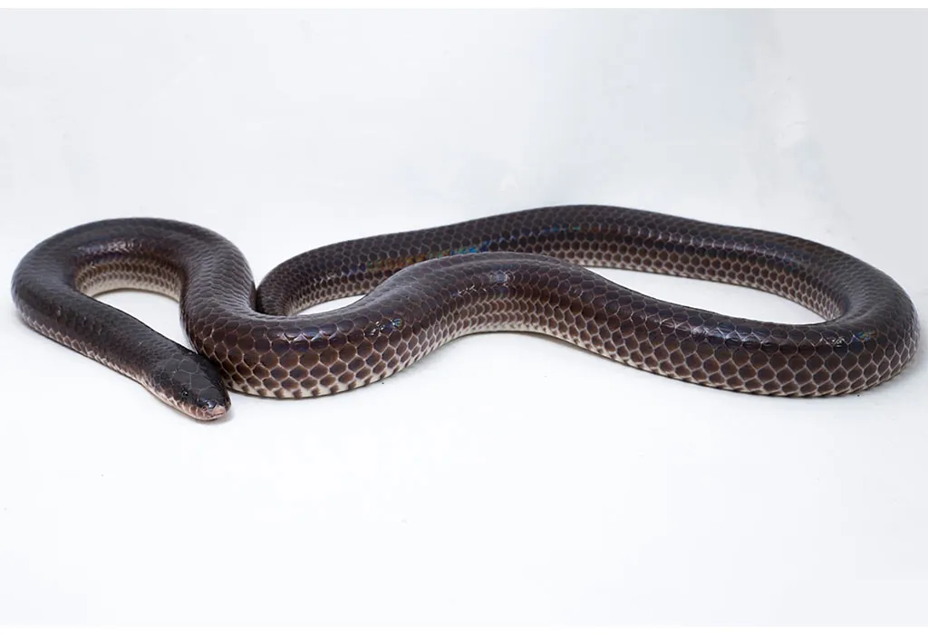 Xenopeltis
