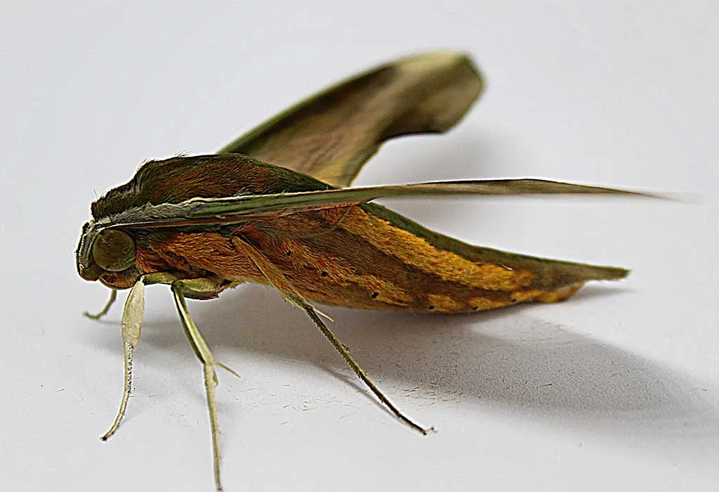 Xylophanes