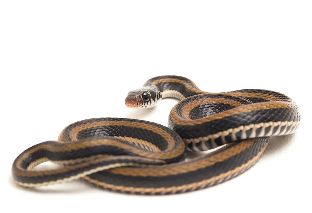 Xenochrophis