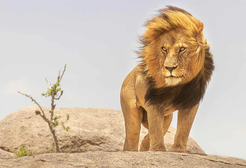 Lion