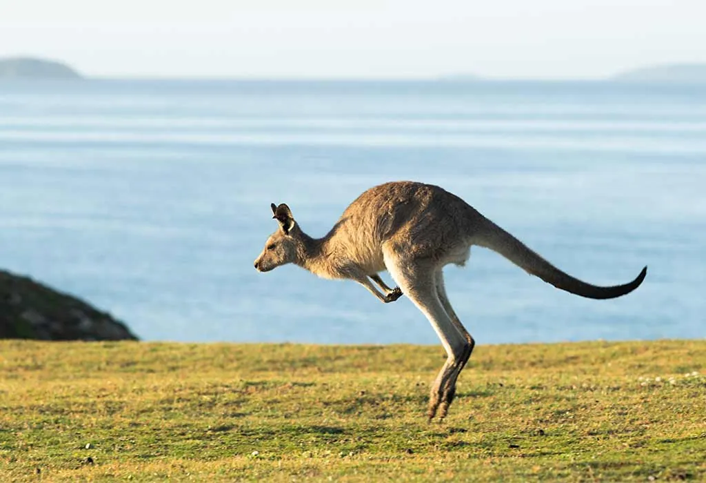 Kangaroo