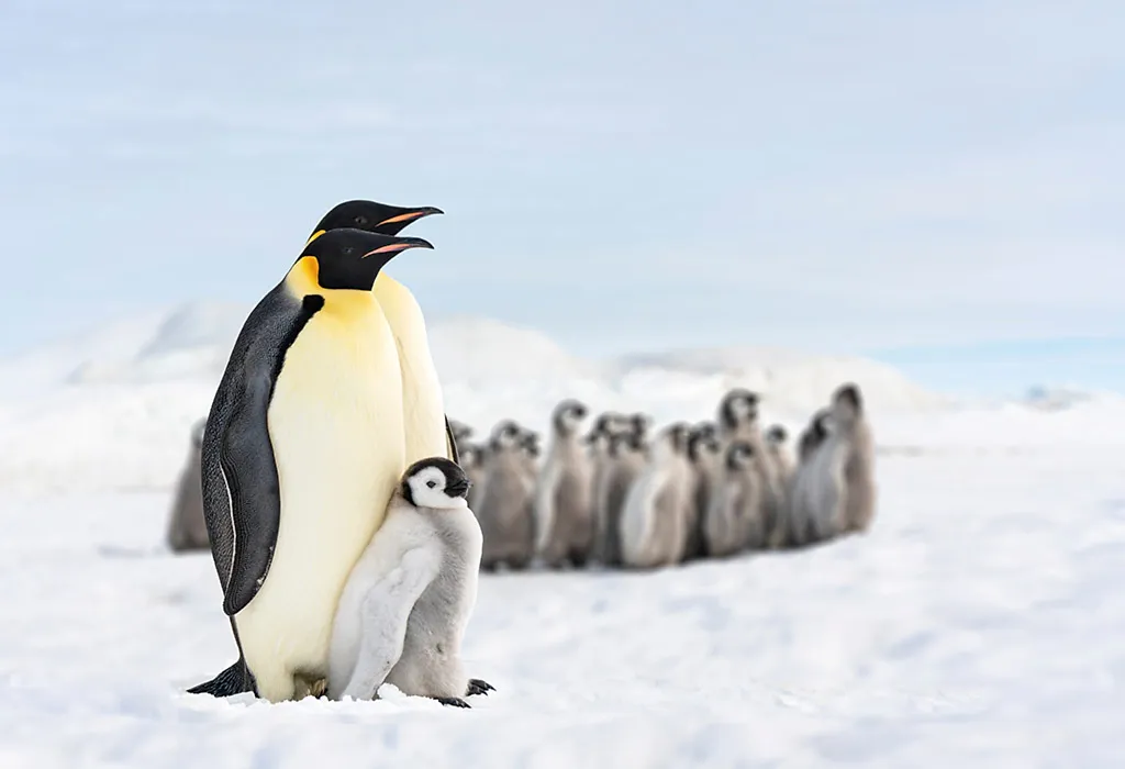 Penguin