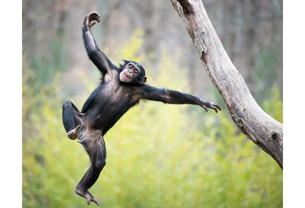 Chimpanzee