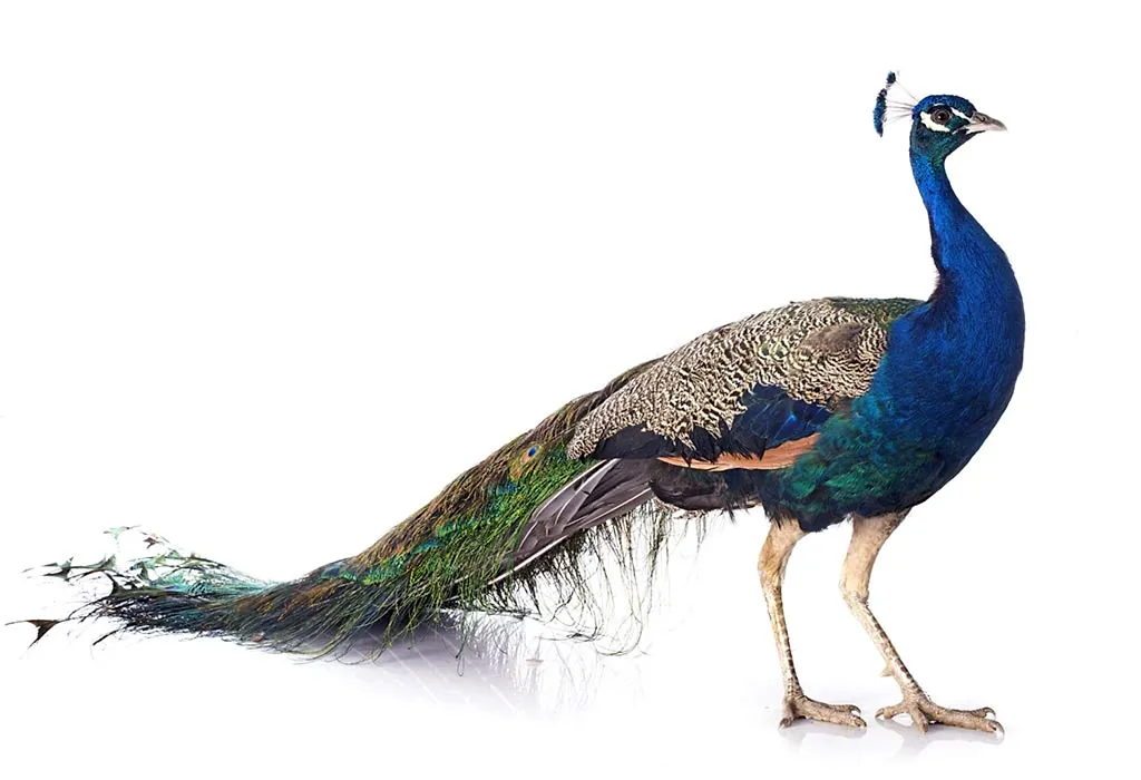 Peacock