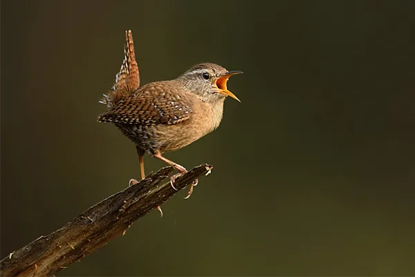 Wren