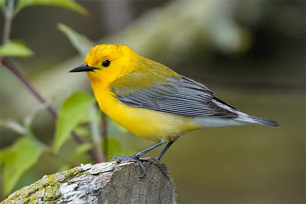 Warbler