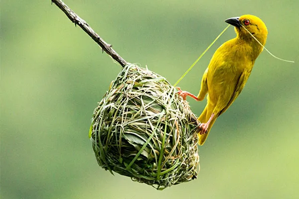 weaver bird