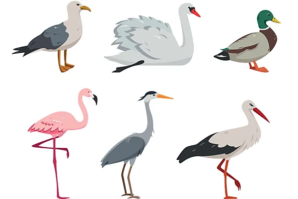 Waterfowl birds