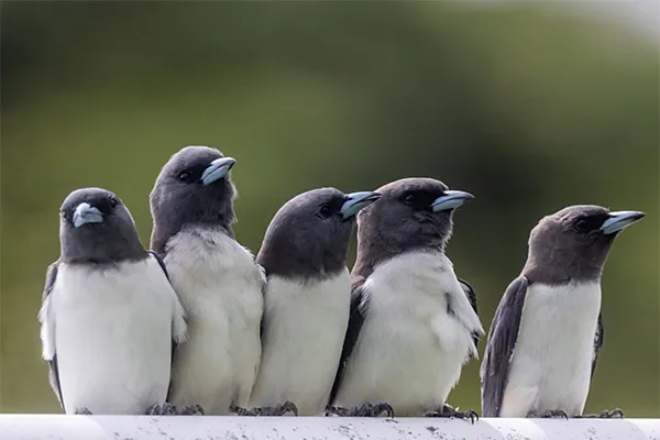 Woodswallow