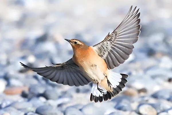 Wheatear