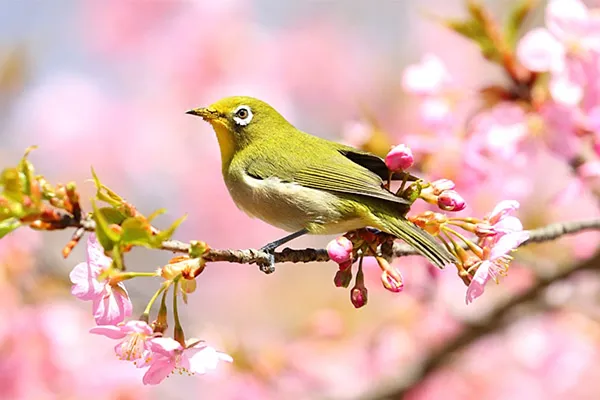 White-eye Bird